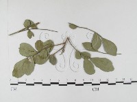 登錄號:F0026319藏品圖，第1張