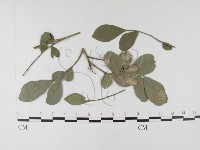 登錄號:F0026319藏品圖，第4張