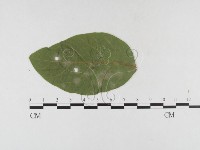 登錄號:F0026320藏品圖，第1張