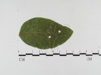 登錄號:F0026320藏品圖，第4張
