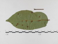 登錄號:F0026321藏品圖，第1張