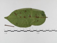 登錄號:F0026321藏品圖，第4張