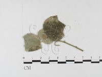 登錄號:F0026322藏品圖，第1張