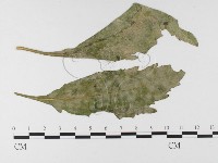 登錄號:F0026323藏品圖，第1張
