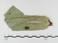 登錄號:F0026324藏品圖，第4張