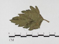 登錄號:F0026326藏品圖，第4張