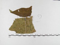 登錄號:F0026327藏品圖，第1張