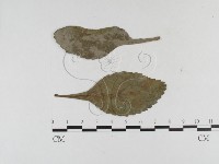 登錄號:F0026330藏品圖，第1張