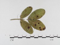 登錄號:F0026331藏品圖，第1張