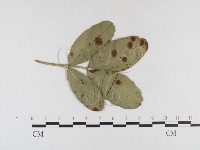 登錄號:F0026331藏品圖，第4張