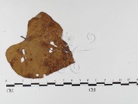 登錄號:F0026332藏品圖，第1張
