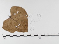 登錄號:F0026332藏品圖，第4張