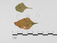 登錄號:F0026333藏品圖，第1張