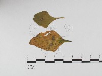 登錄號:F0026333藏品圖，第4張