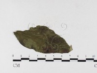 登錄號:F0026335藏品圖，第4張