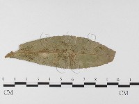 登錄號:F0026336藏品圖，第1張