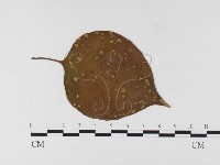 登錄號:F0026339藏品圖，第4張