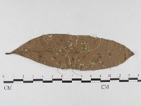 登錄號:F0026340藏品圖，第1張