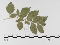 登錄號:F0026342藏品圖，第1張