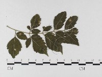 登錄號:F0026342藏品圖，第4張