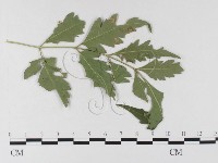 登錄號:F0026343藏品圖，第1張