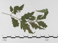 登錄號:F0026343藏品圖，第4張