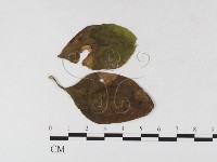 登錄號:F0026344藏品圖，第1張