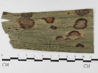 登錄號:F0026348藏品圖，第1張