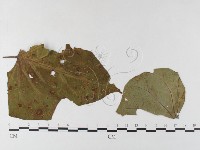 登錄號:F0026349藏品圖，第1張