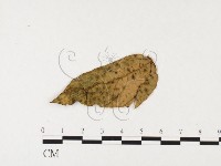 登錄號:F0026350藏品圖，第1張