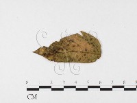 登錄號:F0026350藏品圖，第4張