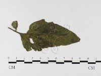 登錄號:F0026351藏品圖，第1張