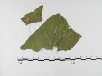 登錄號:F0026353藏品圖，第1張