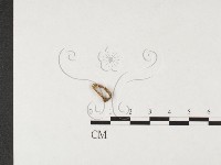 登錄號:F0026354藏品圖，第1張