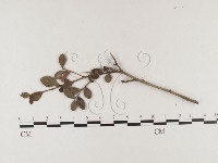 登錄號:F0026358藏品圖，第1張