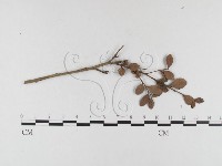 登錄號:F0026358藏品圖，第4張