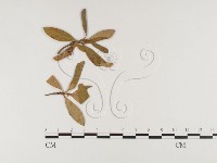 登錄號:F0026359藏品圖，第1張