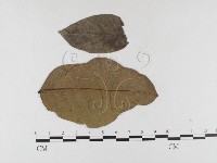 登錄號:F0026361藏品圖，第1張