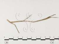 登錄號:F0026362藏品圖，第4張