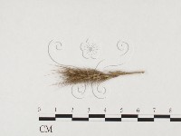 登錄號:F0026363藏品圖，第1張