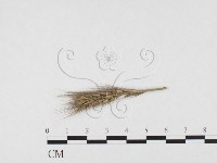 登錄號:F0026363藏品圖，第4張