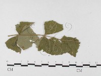 登錄號:F0026364藏品圖，第4張