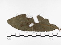 登錄號:F0026366藏品圖，第1張