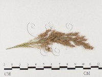 登錄號:F0026367藏品圖，第4張