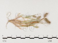 登錄號:F0026368藏品圖，第1張