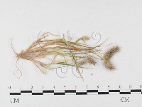 登錄號:F0026368藏品圖，第4張