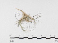 登錄號:F0026369藏品圖，第1張