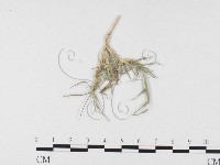 登錄號:F0026369藏品圖，第4張