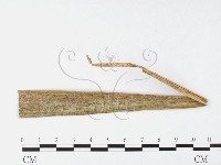 登錄號:F0026372藏品圖，第1張