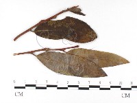 登錄號:F0026373藏品圖，第1張